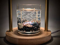 Abalone Treasure Gel Candle – Ocean Collection